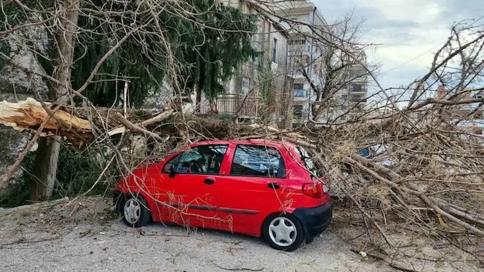 palo drvo trebinje