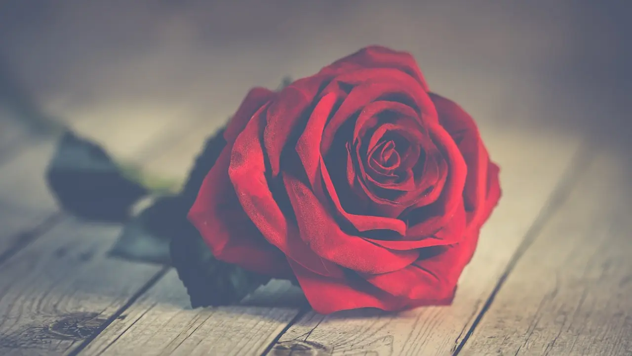 Obilježavanje Međunarodnog dana žena