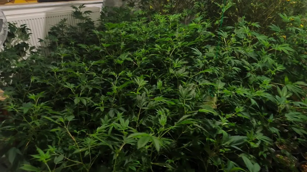 Бленч: Марихуана у Америци класификована као “мање опасан наркотик”