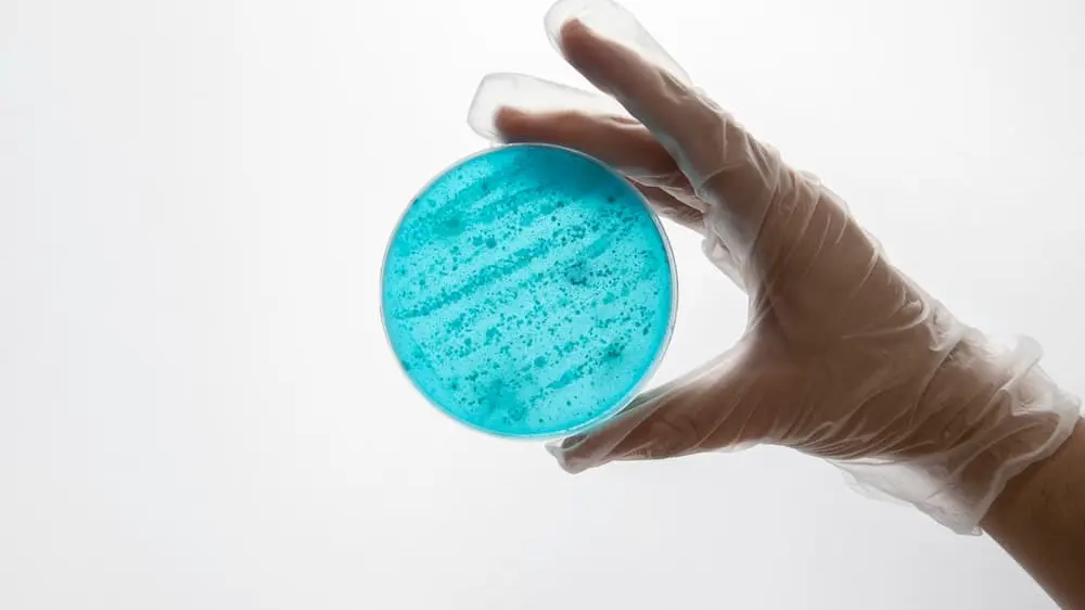 Lab
