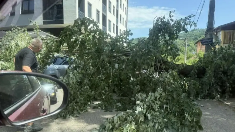 drvo banjaluka