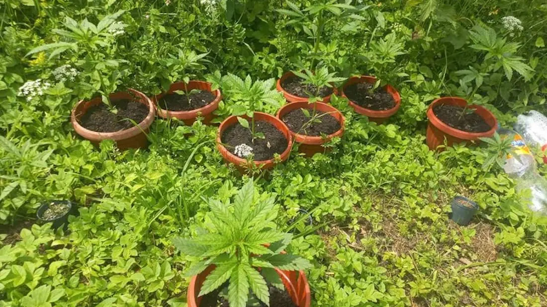 marihuana