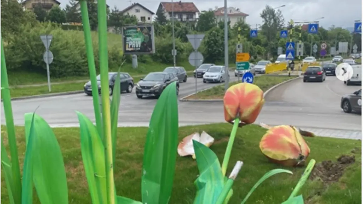 Tulipani
