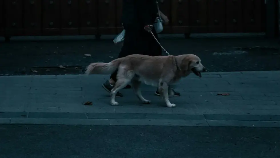 Ova zemlja zabranjuje šetanje pasa
