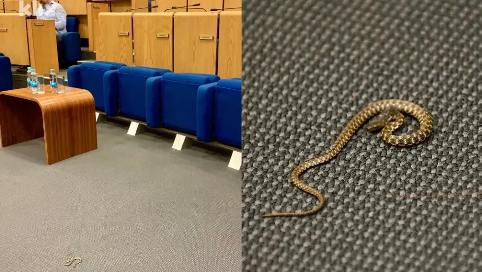 Zatražena istraga o pojavi zmije u sali, sjednica otkazana