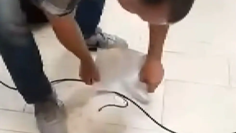 Pogledajte kako je izgledalo hvatanje zmije u Parlamentu FBiH
