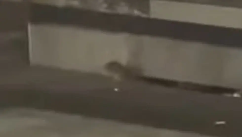 (VIDEO) Pacov u centru Banjaluke