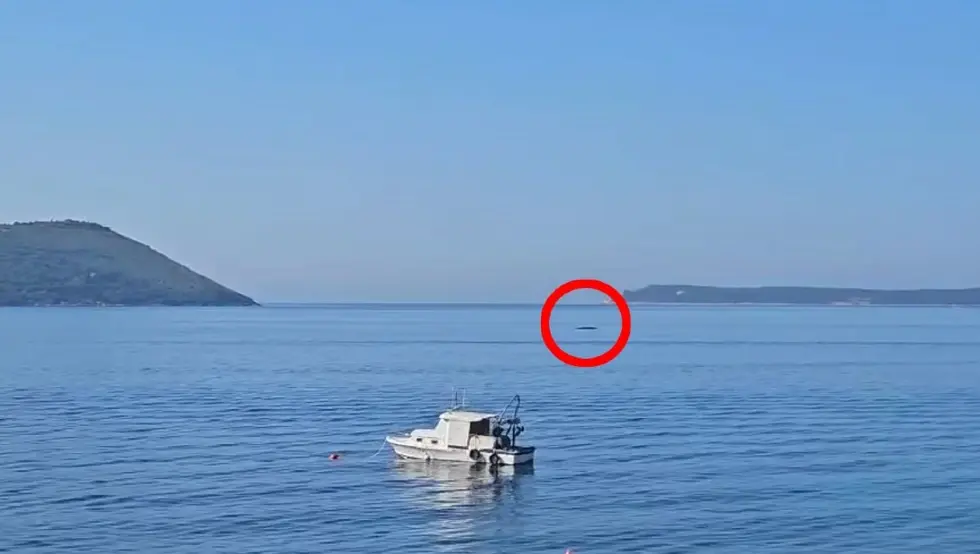 Uočen kit u Crnoj Gori, turisti upozoreni! (VIDEO)