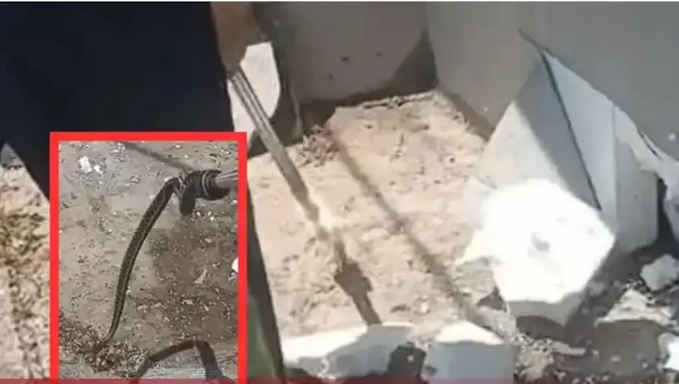 Četiri zmije pronađene u fasadi porodične kuće u BiH