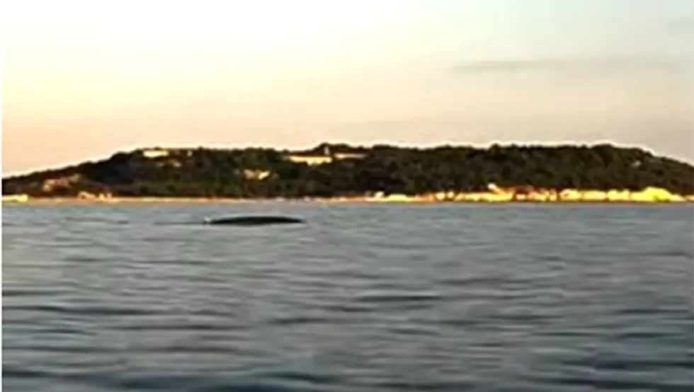 (VIDEO) Veliki kit snimljen u moru kod Pule