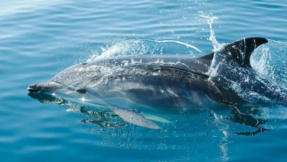 Brač: Pronađen mrtav delfin, najvjerovatnije ubijen