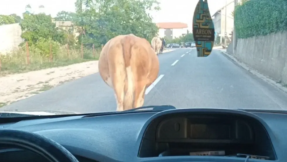 Krava izazvala saobraćajni kolaps nadomak Šipova
