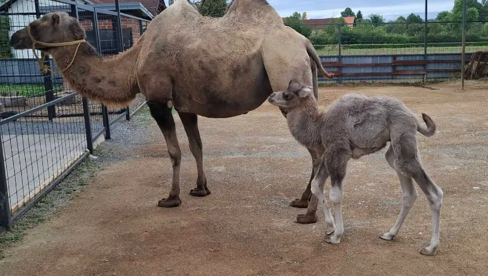 Kamile Nesi i Mesi dobile mladunče pod Kozarom