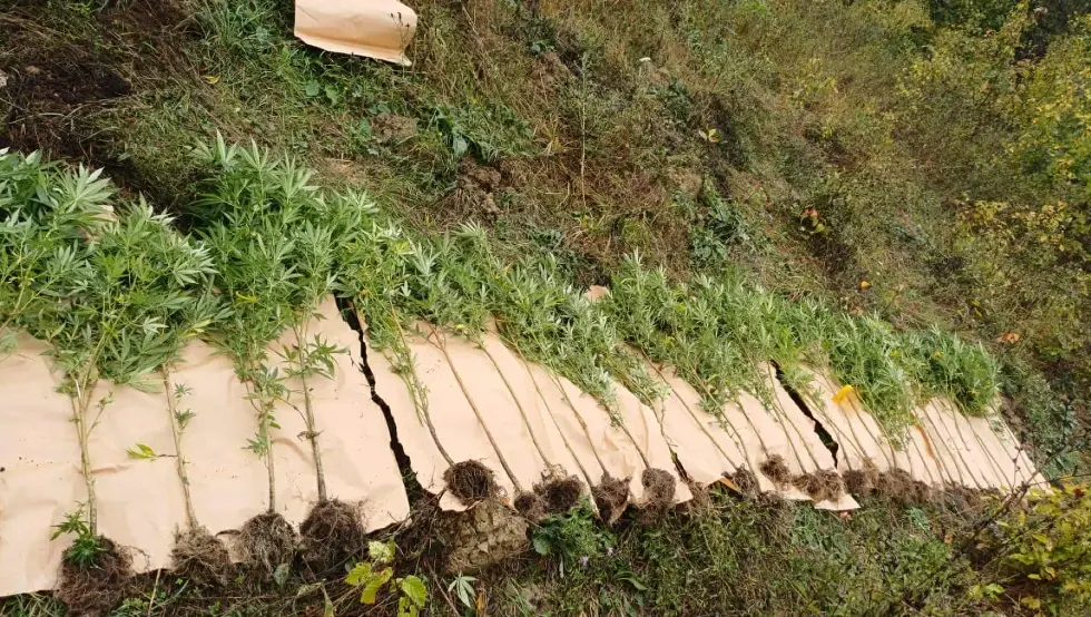 akcija Plantaža