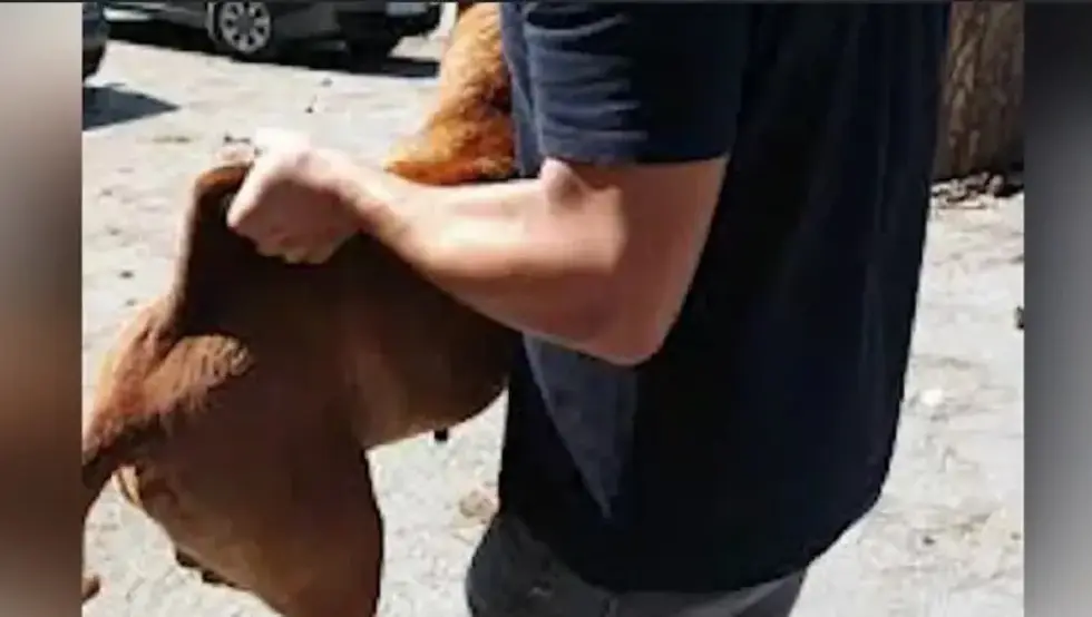 (VIDEO) Drama u Sarajevu: Pitbul napao muškarca i majku sa bebom