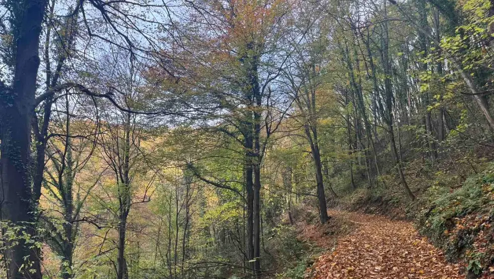 Јесен, шума, лист, шума, дрва