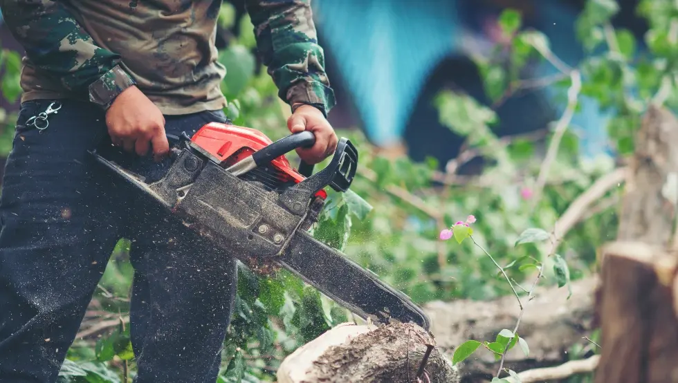 радник у шуми