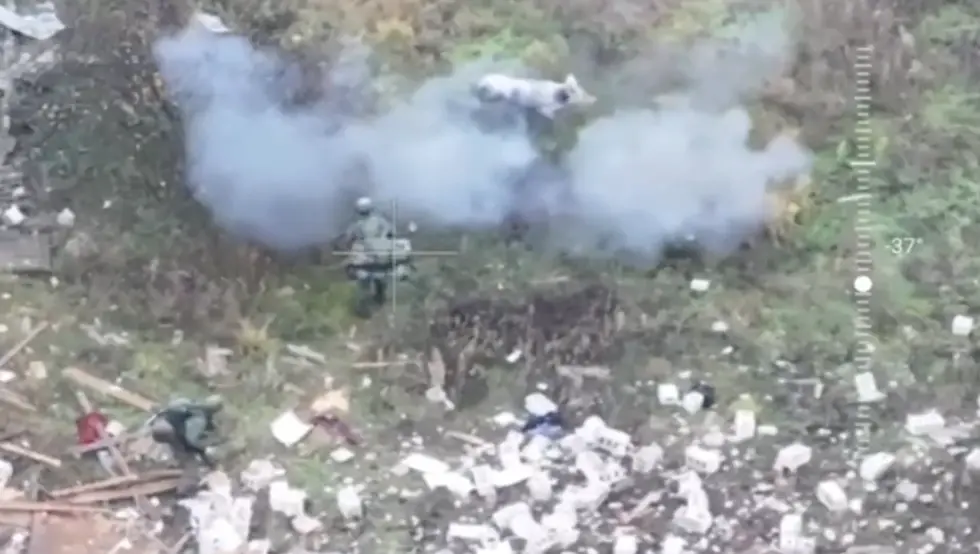 Свиња спасла двојицу руских војника од нагазне мине