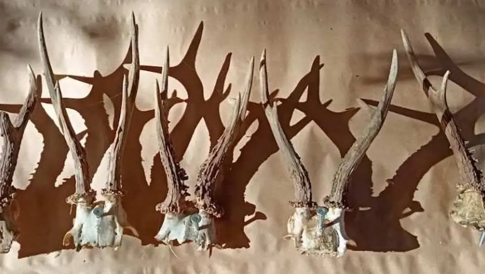 Тузла акција рогови