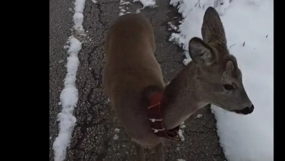 Лане Романија