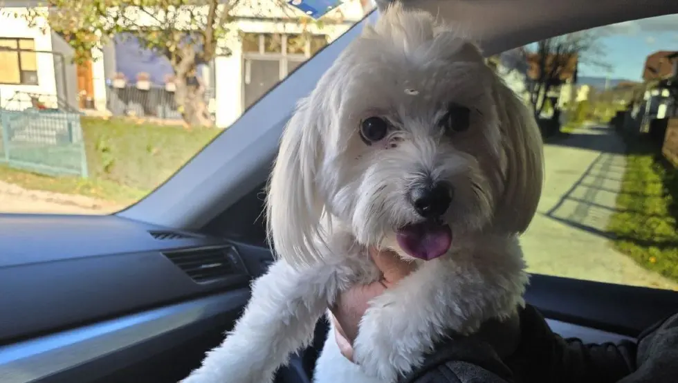 Срећан епилог: Пас из Бањалуке пронађен у Приједору