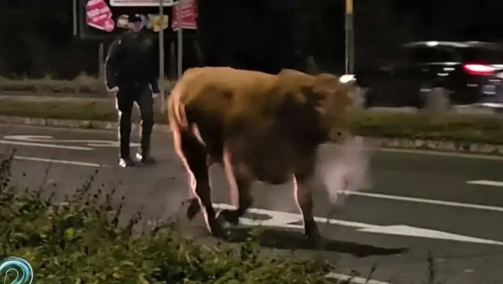 Бик Словачка