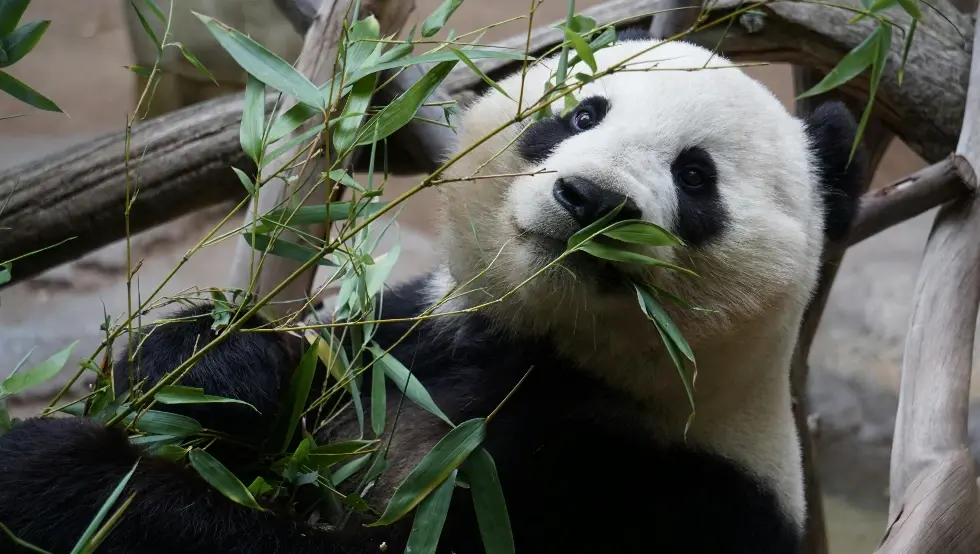Јапан се опрашта од посљедњих панди