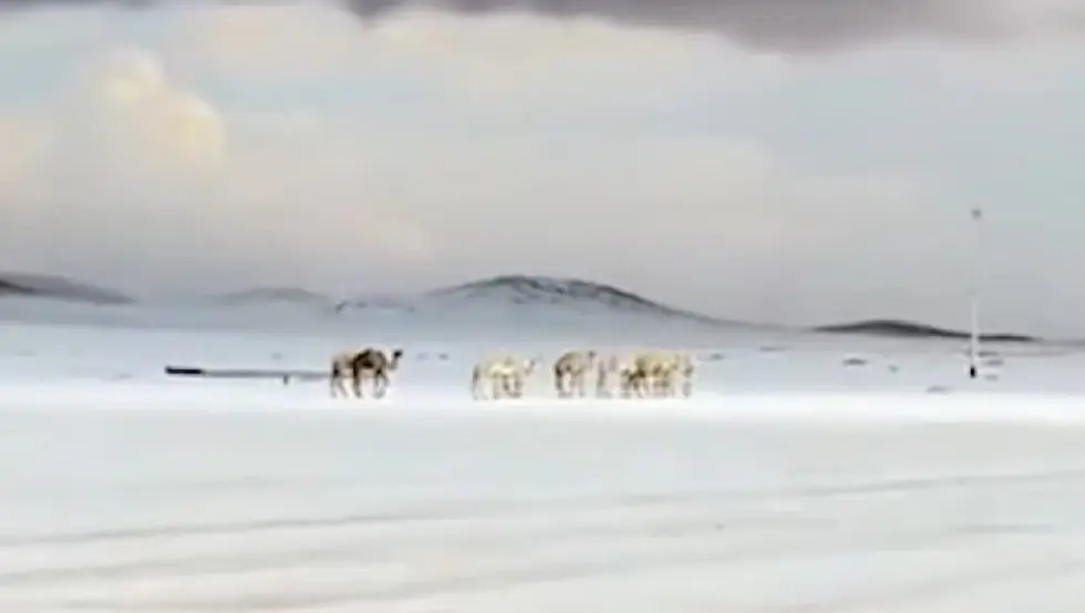 Снијег у Саудијској арабији