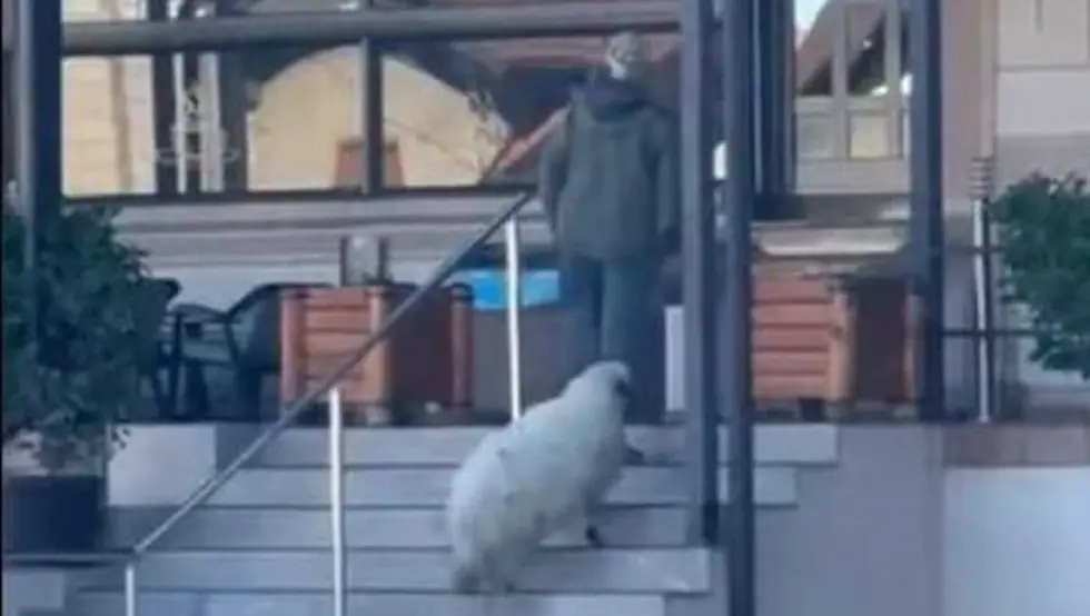 (ВИДЕО) Овца у кафићу у Лаушу постала хит на интернету