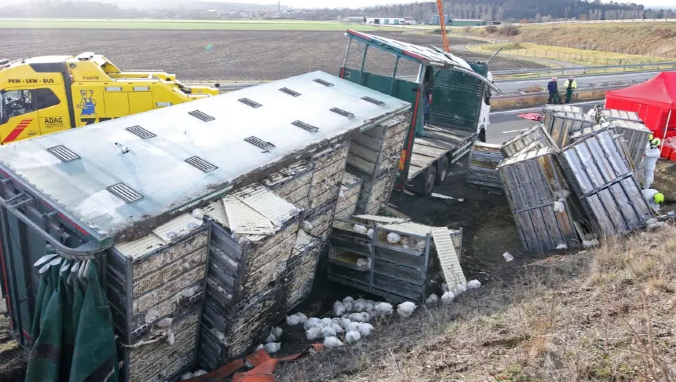 Кокошке на путу