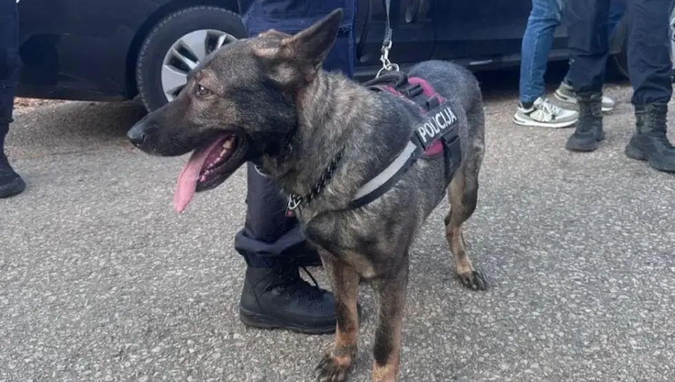 Пас који је лоцирао Вулевића