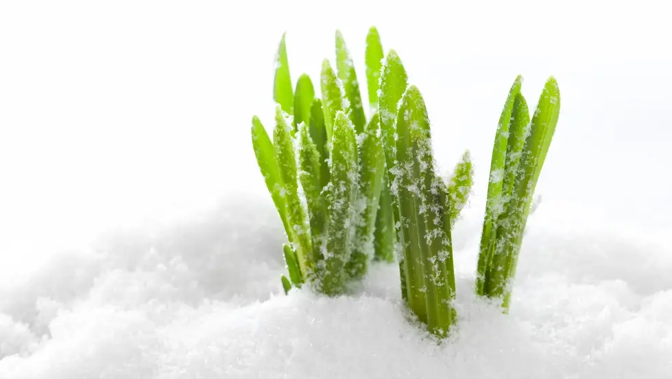 зимски усјеви