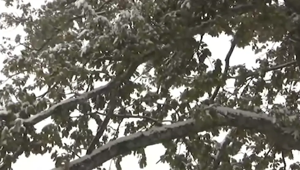 Храст зелен