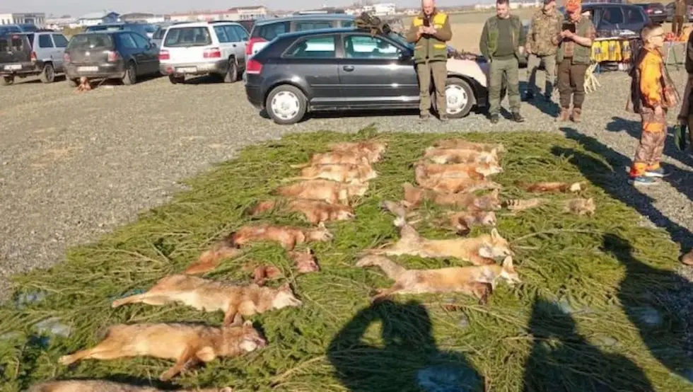 Шакалијада Прњавор