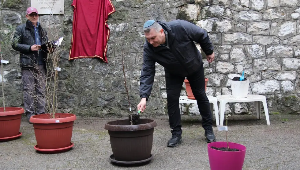 Добој јевреји саднице