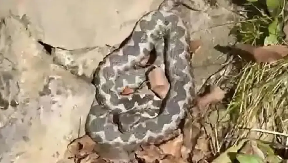 Змија међу шетачима: На Бањ брду у Бањалуци снимљен поскок