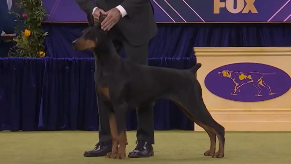 Доберман Пени