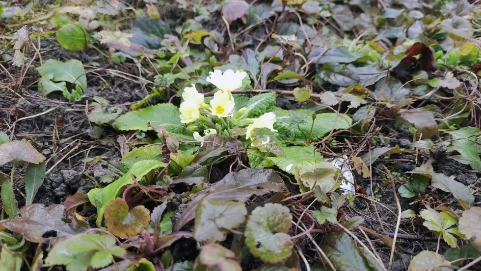 Јагорчевина у центру