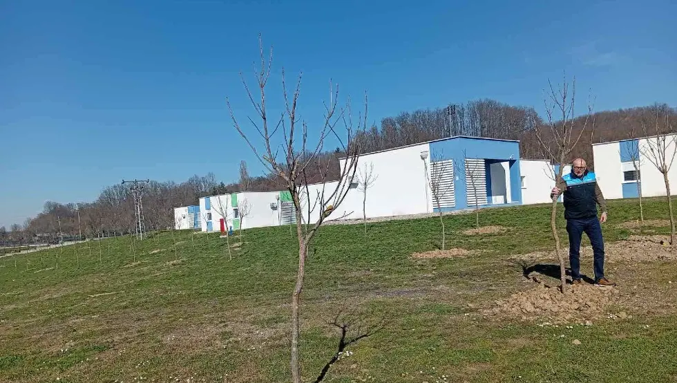 Мљечаница стабла