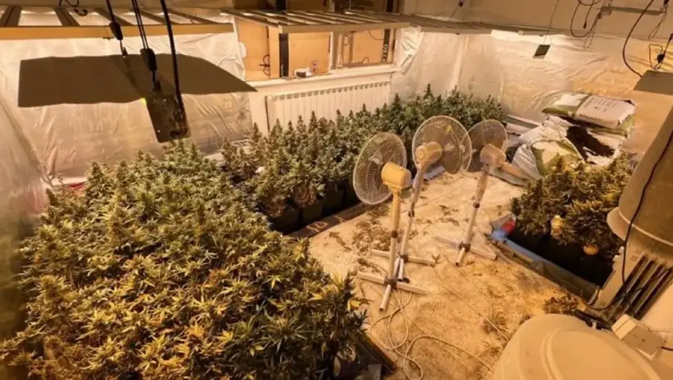 марихуана лабораторија