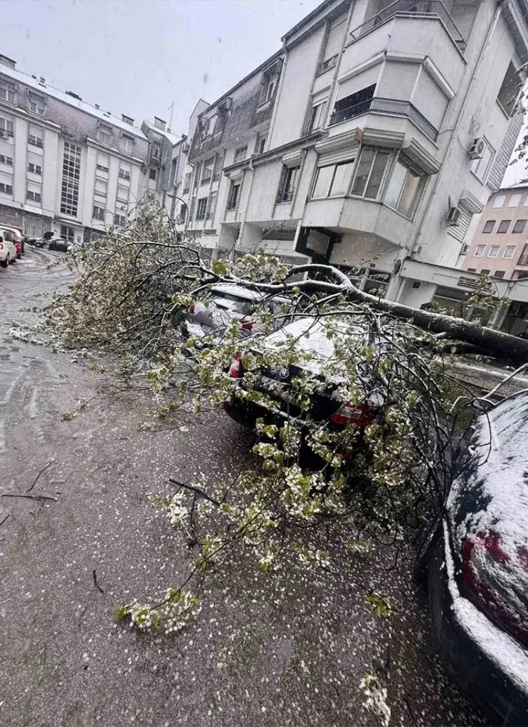 Икс/Вања Гњатић