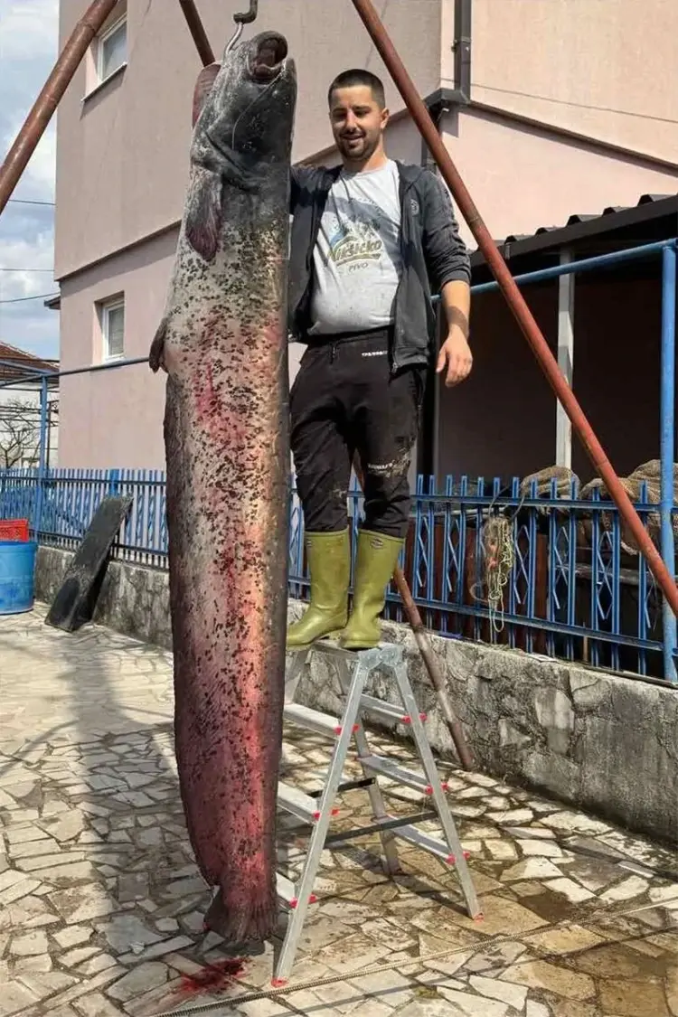 Марко Милошевић