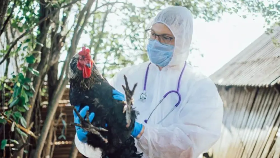 Први случај птичјег грипа код човјека забиљежен у Европи