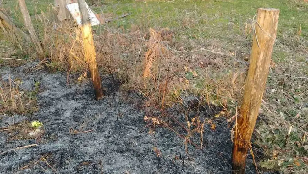 Горило ниско растиње