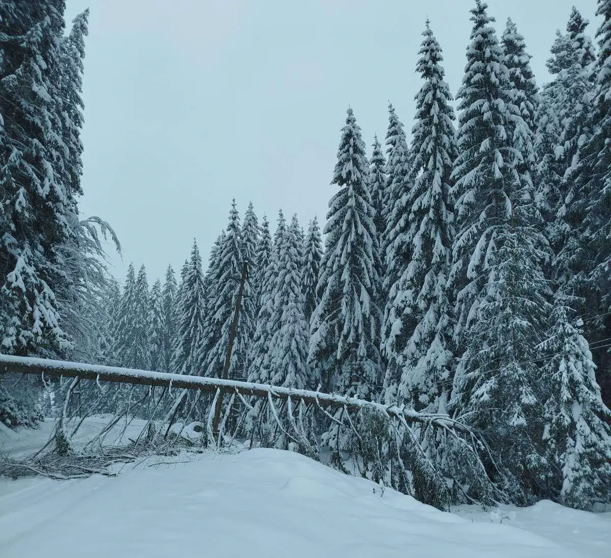 Електро Бијељина