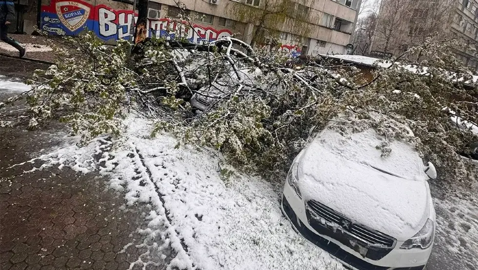 (ФОТО) Пало дрво на аутомобиле у Бањалуци