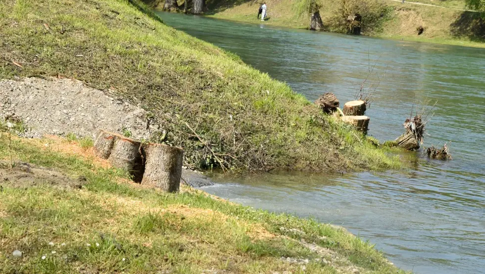 Посјечена стабла Врбас