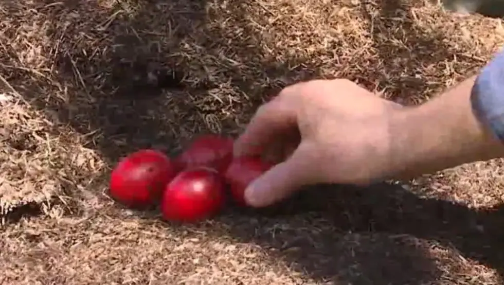 мрави фарбају јаја