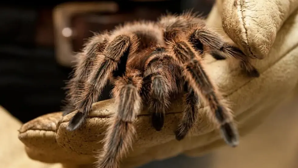 Паника у возу: Жена заборавила 20 тарантула