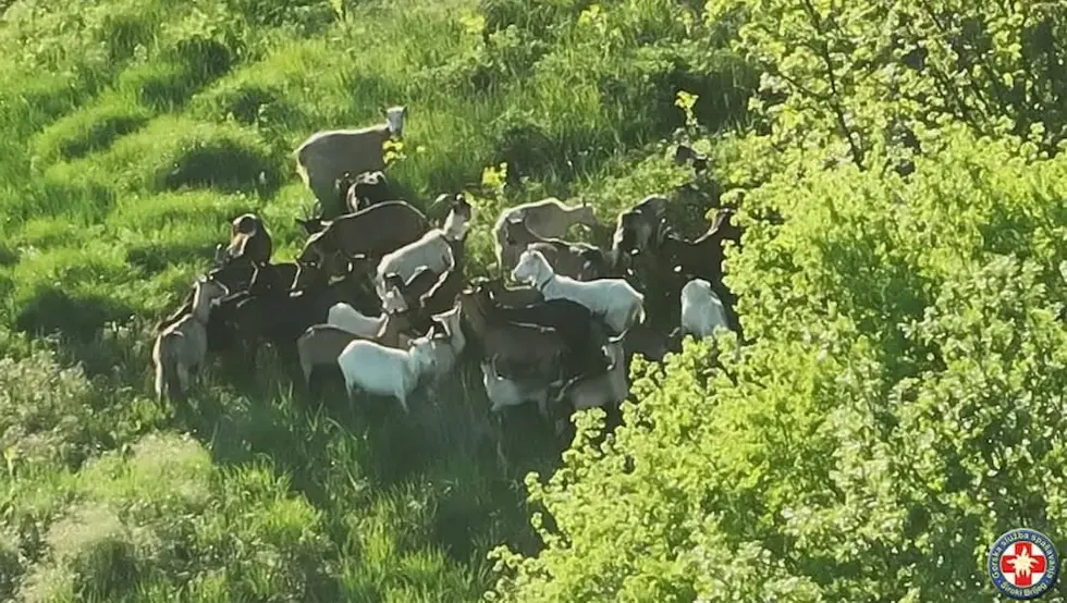 Козе ГСС потрага